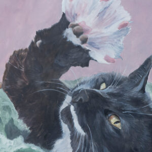 pet portrait of black and white cat with foot in extreme perspective