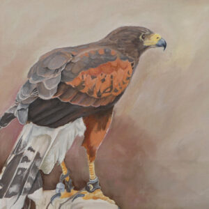 Harris Hawk