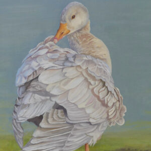 white duck pruning their feathers