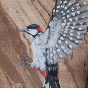 woodpecker with wings spread on raw wood grain