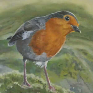 Bright orange robin breast on branch